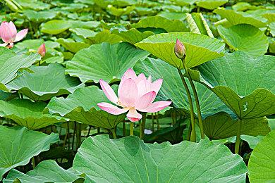 任天堂公布Switch 2充电细节 搭载90%后停充功能